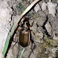 Sivun Chlaenius (Chlaenites) spoliatus (P. Rossi 1792) kuva