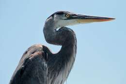 Image of Ardea herodias cognata Bangs 1903