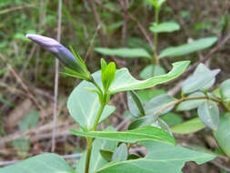 Image of Vinca difformis subsp. difformis