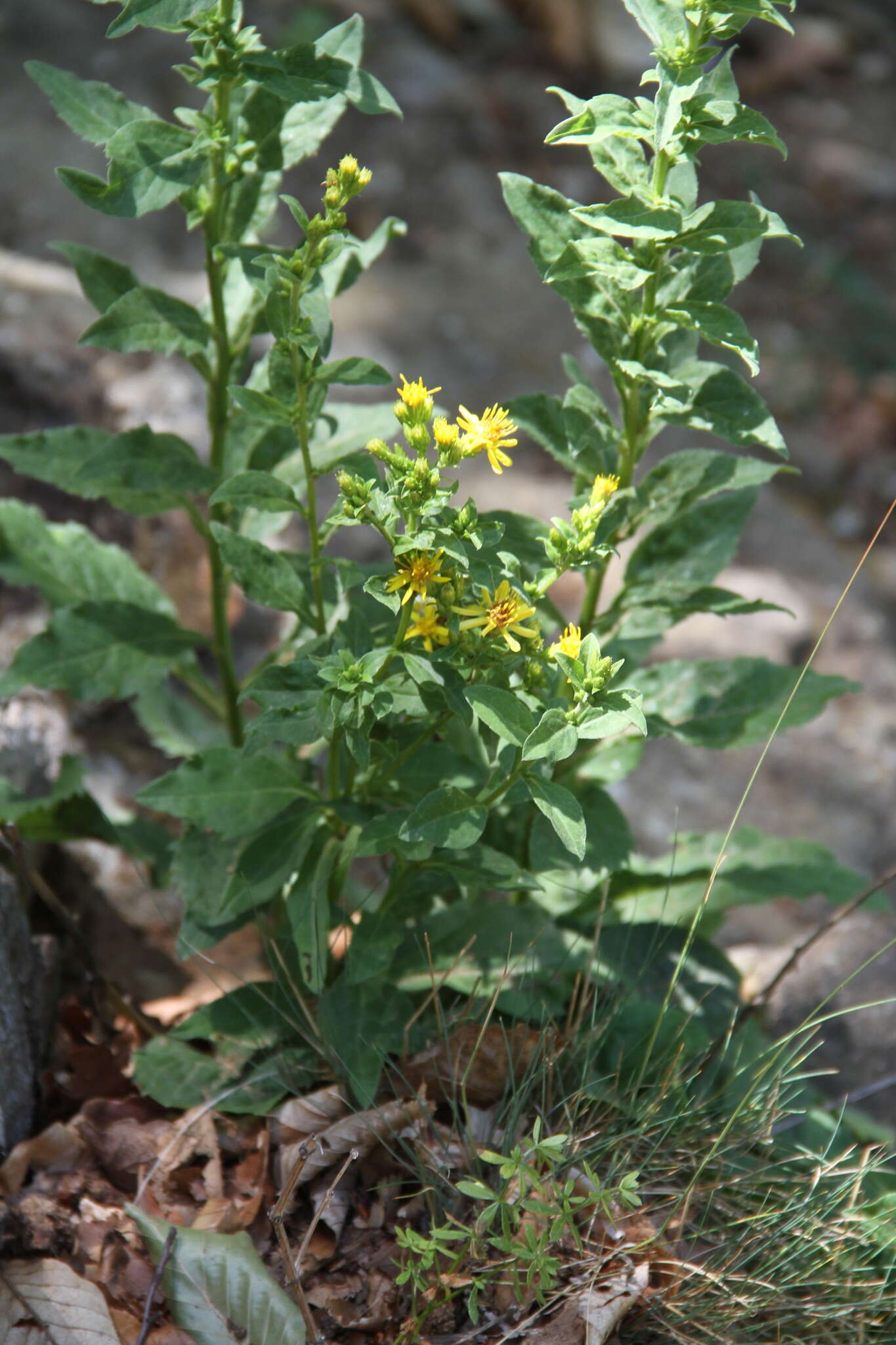 Plancia ëd Solidago virgaurea subsp. taurica (Juz.) Tzvel.