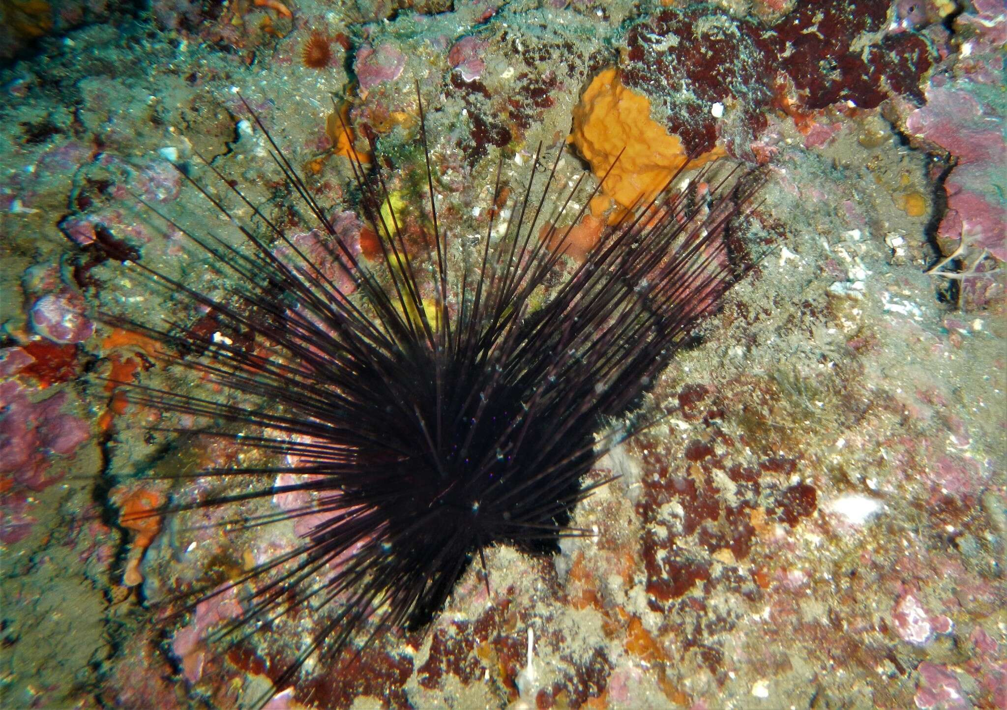 Image of long-spined urchin