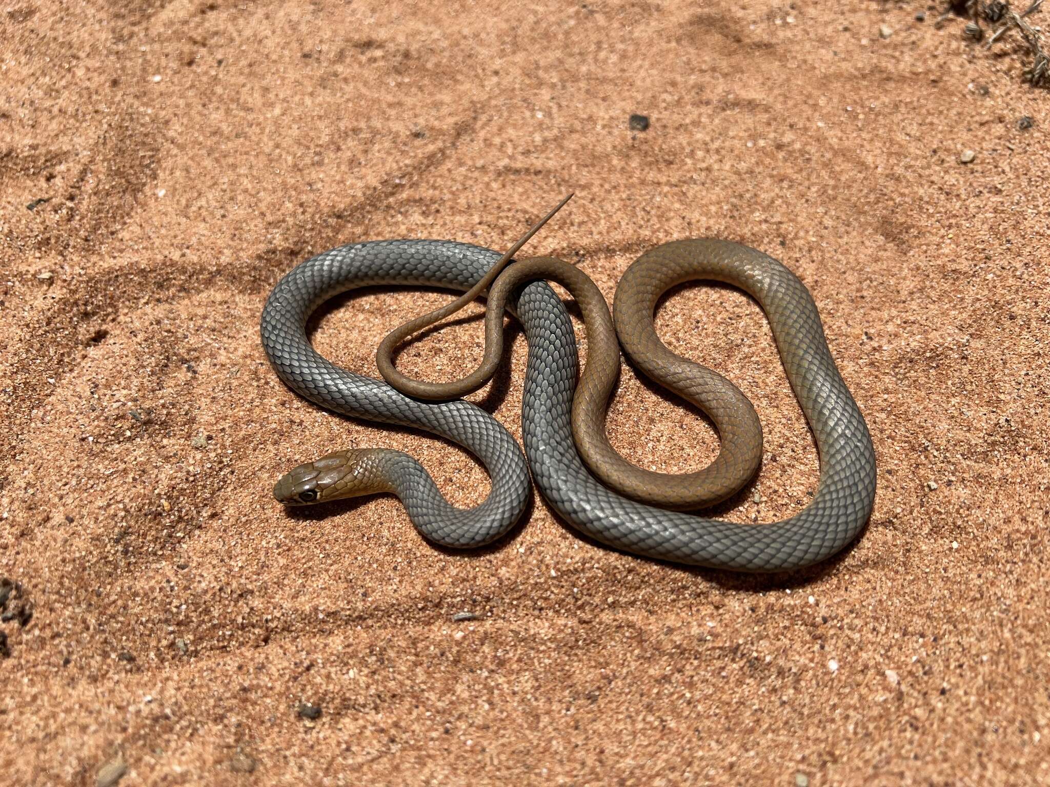 Image of Demansia psammophis cupreiceps Storr 1978