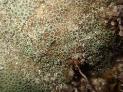 Image of hump coral