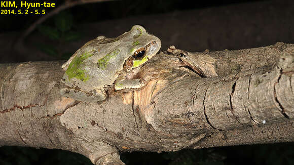 Image of Japanese Tree Frog