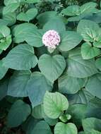 Imagem de Clerodendrum bungei Steud.