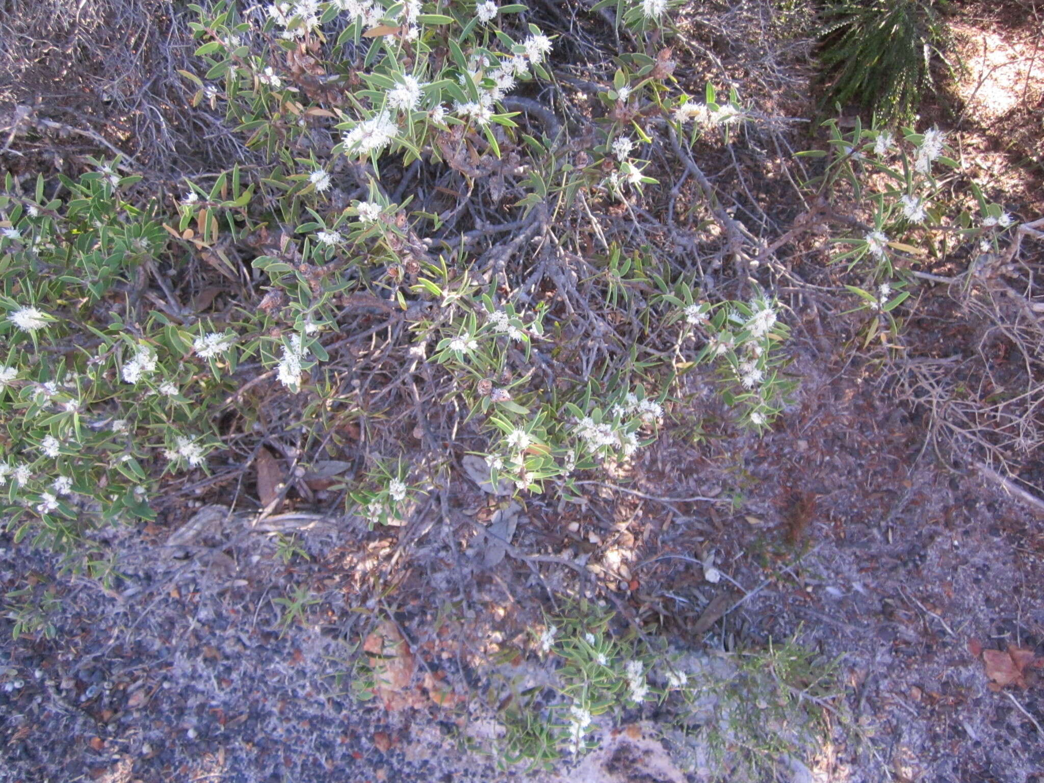 Image of Hakea marginata R. Br.