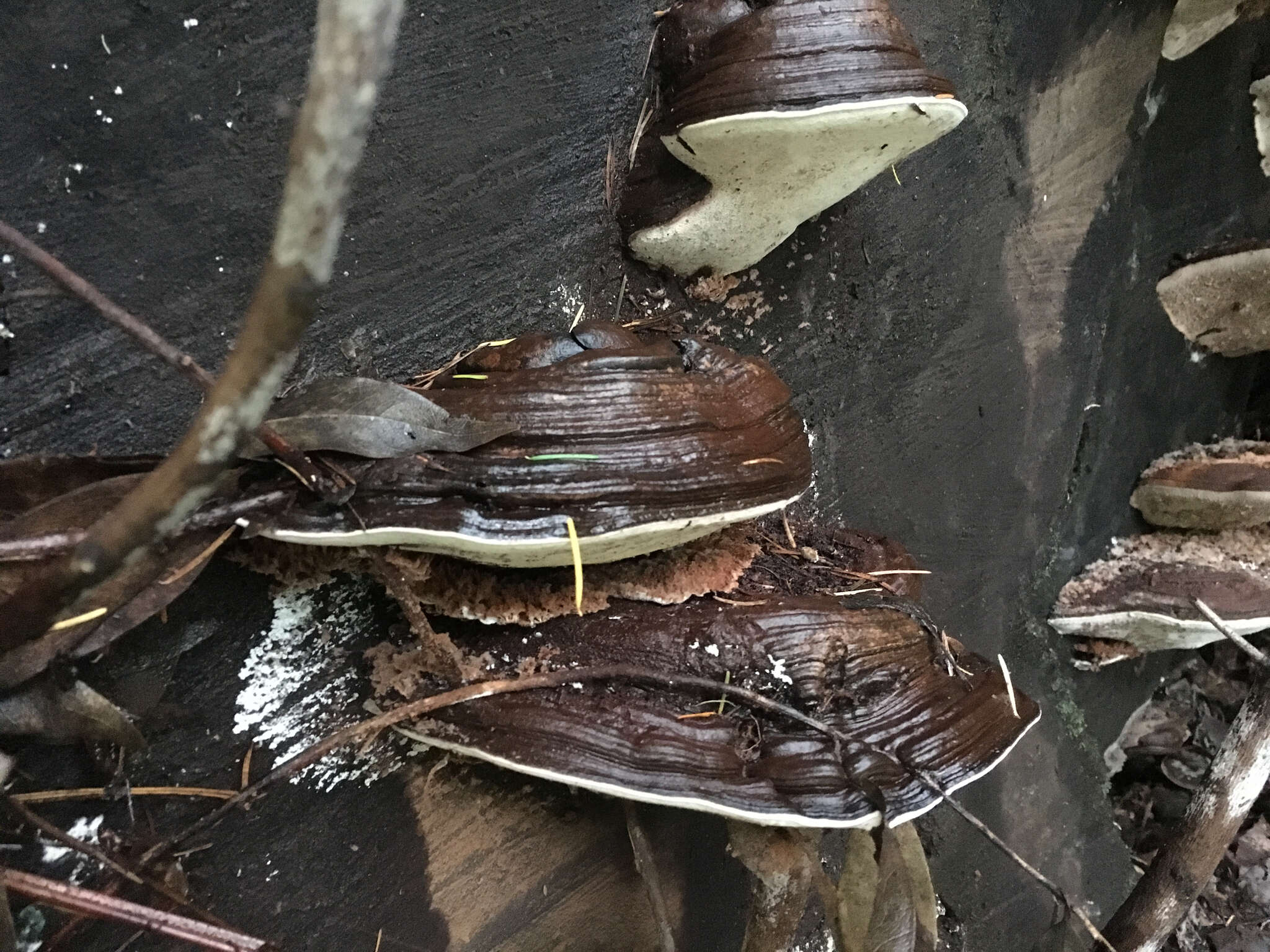 Plancia ëd Ganoderma brownii (Murrill) Gilb. 1962