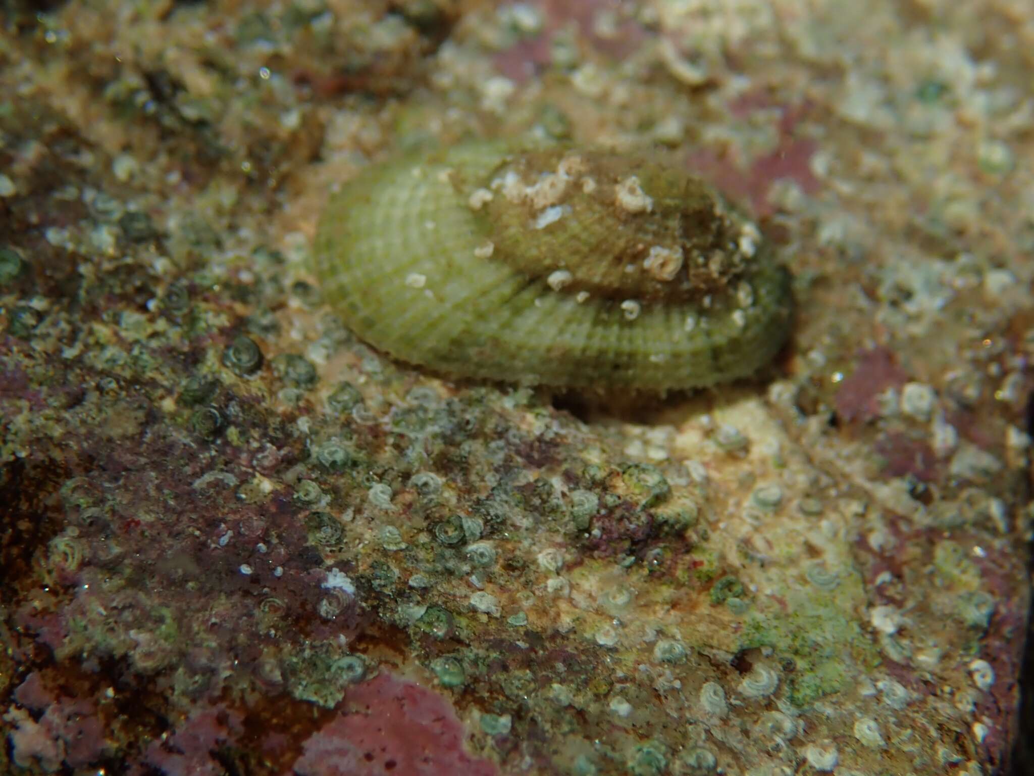 Image of humped keyhole limpet