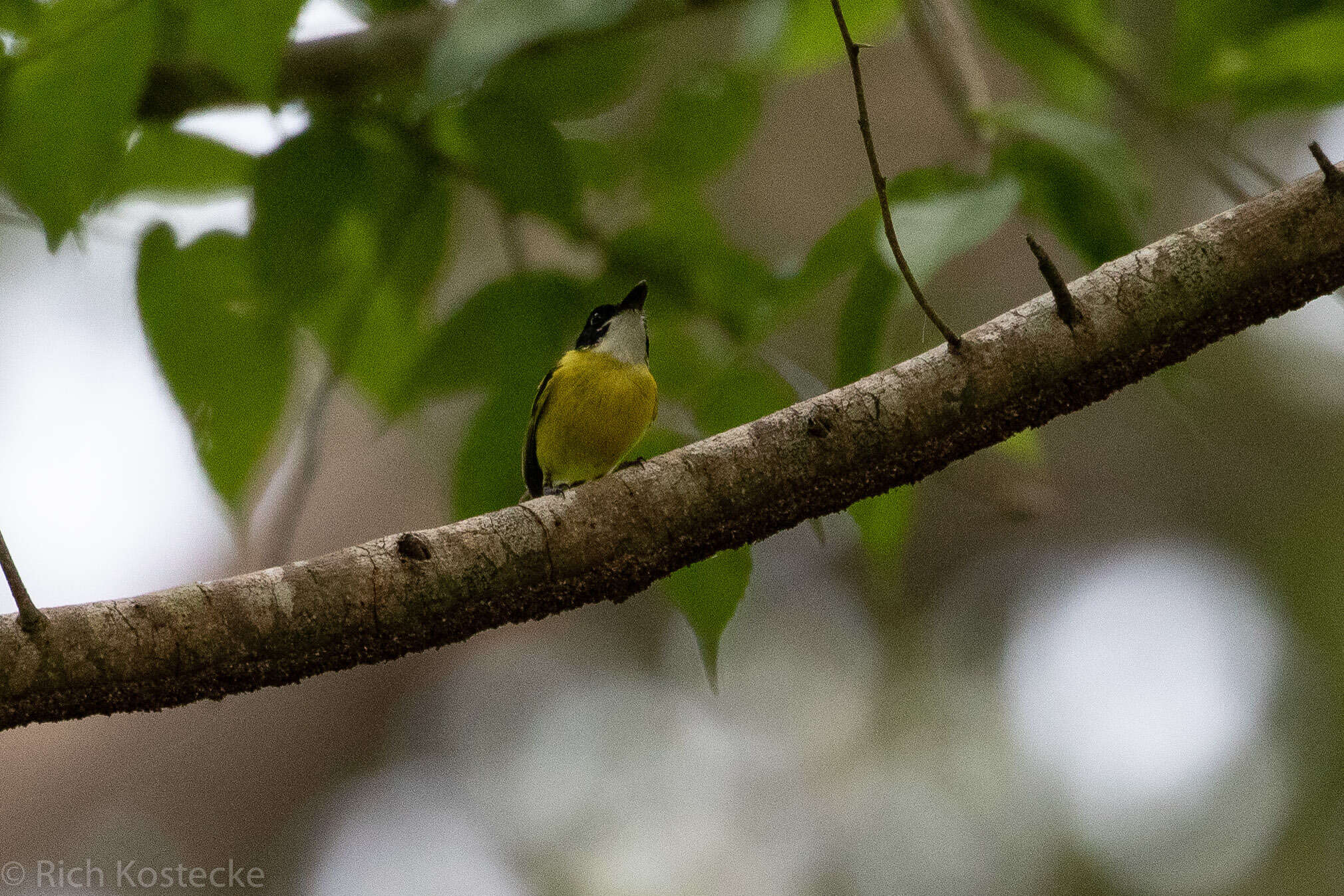 Image of Black-headed Tody-Flycatcher