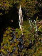 Rytidosperma nigricans (Petrie) Connor & Edgar resmi