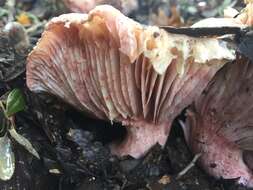 Image of Hygrophorus russula (Schaeff. ex Fr.) Kauffman 1918