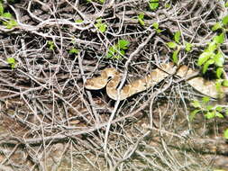 Image of Blacktail Rattlesnake