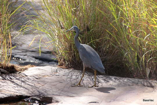 <i>Egretta novaehollandiae parryi</i>的圖片