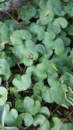 Image of Dichondra repens J. R. Forster & G. Forster