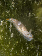 Image of Gymnodoris alba (Bergh 1877)