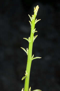 Image de Campanula pyramidalis L.