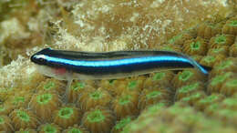 Image of Caribbean neon goby