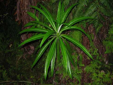 Plancia ëd Lobelia hypoleuca Hillebr.