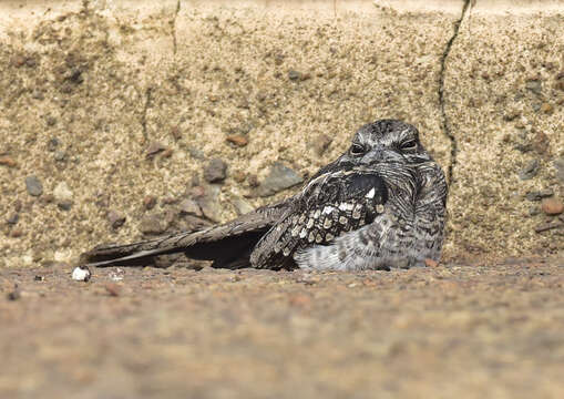 Image of Ladder-tailed Nightjar