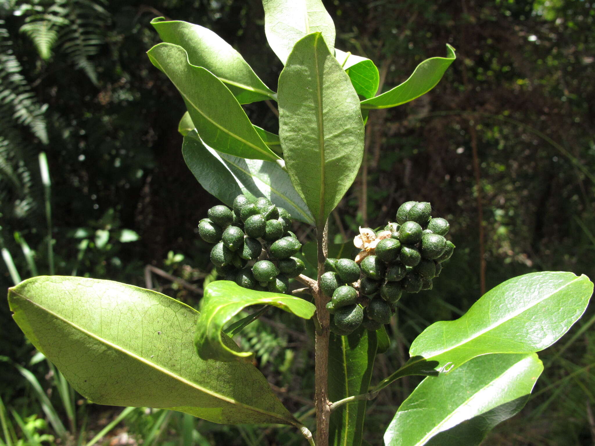 Image of Melicope madagascariensis (Baker) T. G. Hartley