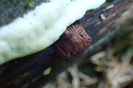 Image of Stemonitis axifera