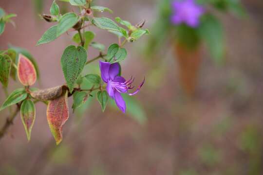 Imagem de Rhynchanthera grandiflora (Aubl.) DC.