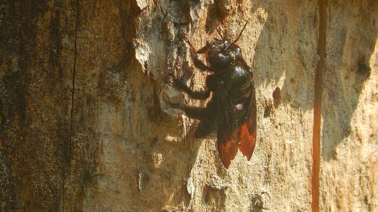 Plancia ëd Xylocopa frontalis (Olivier 1789)