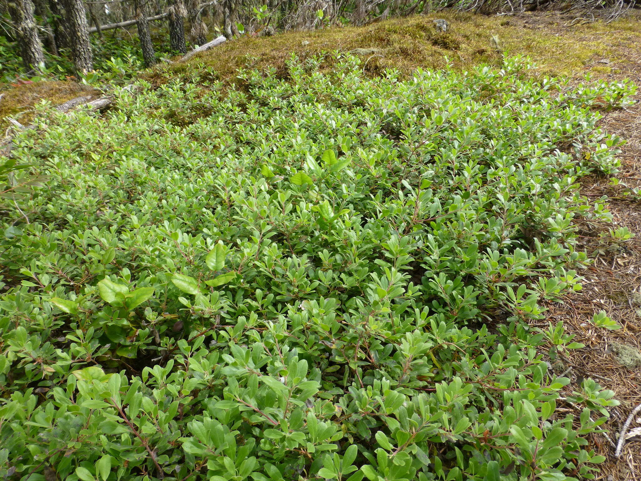 Image of manzanita