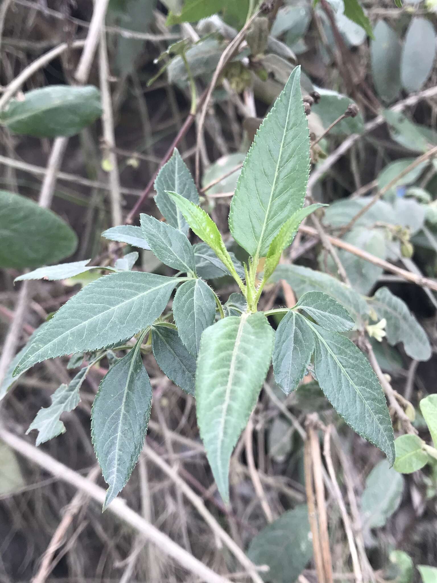 Image of Bidens rubifolia Kunth