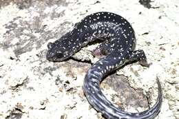 Image of Plethodon kiamichi Highton ex Highton, Maha & Maxson 1989