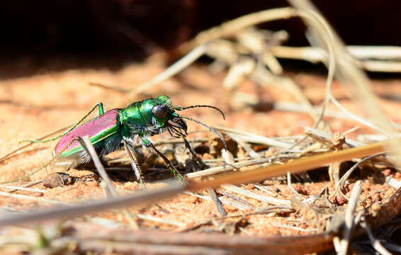 Imagem de Cicindela (Cicindela) splendida Hentz 1830