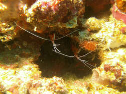 Image of Scarlet cleaner shrimp