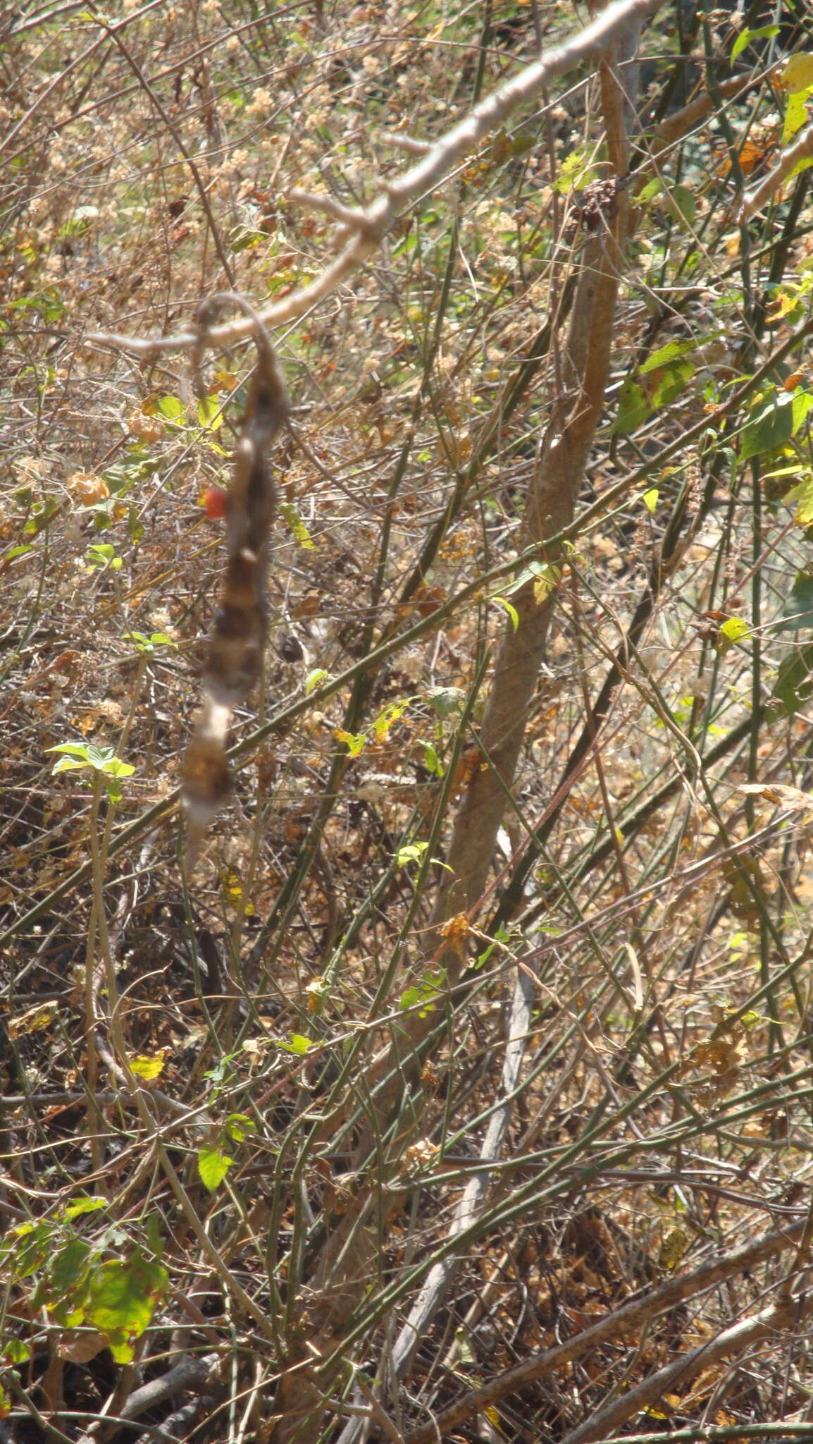 Слика од Erythrina americana Mill.