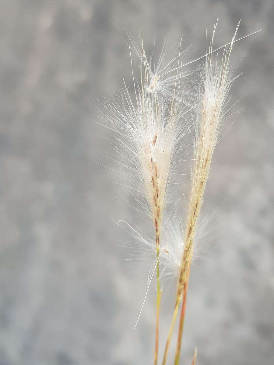 Imagem de Andropogon eucomus Nees