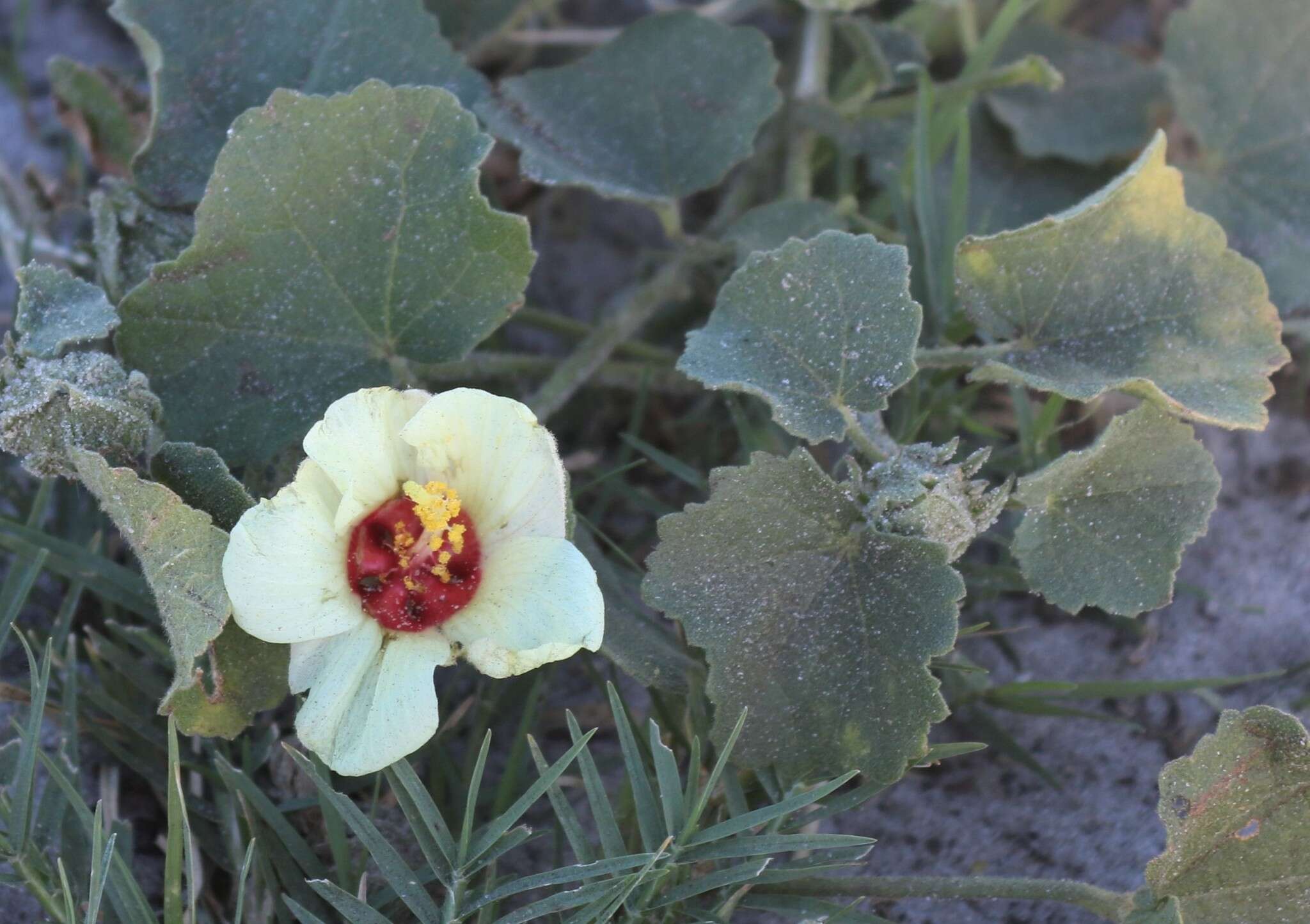 Image de Pavonia senegalensis (Cav.) Leistn.