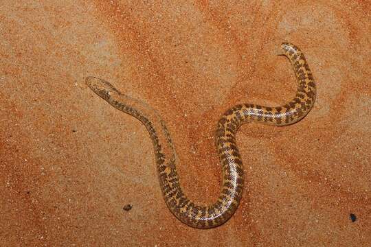 Image of Arabian Sand Boa