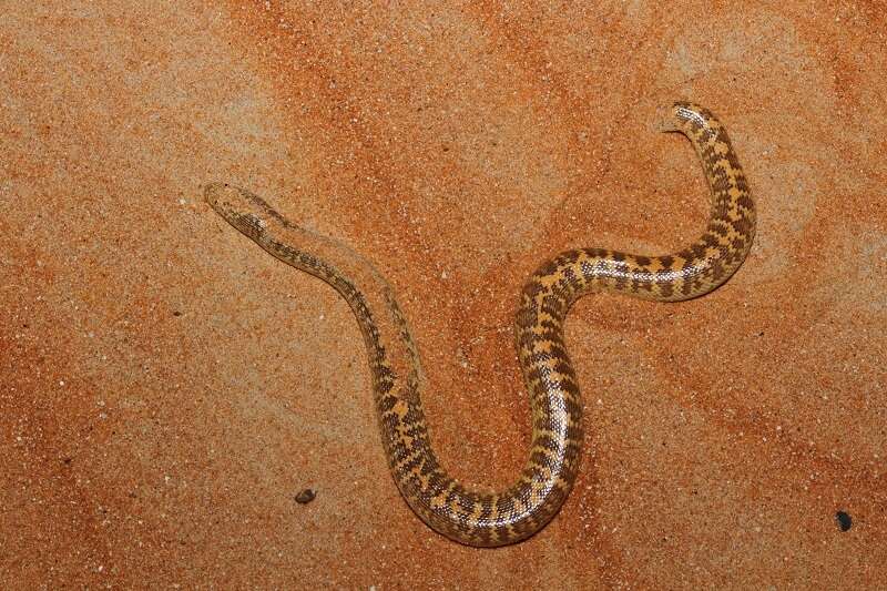 Image de Boa des sables d'Arabie