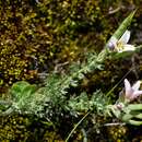 Image de Heliophila alpina Marais