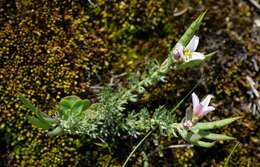 Image of Heliophila alpina Marais