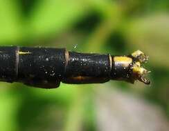 Image of Lilypad Clubtail