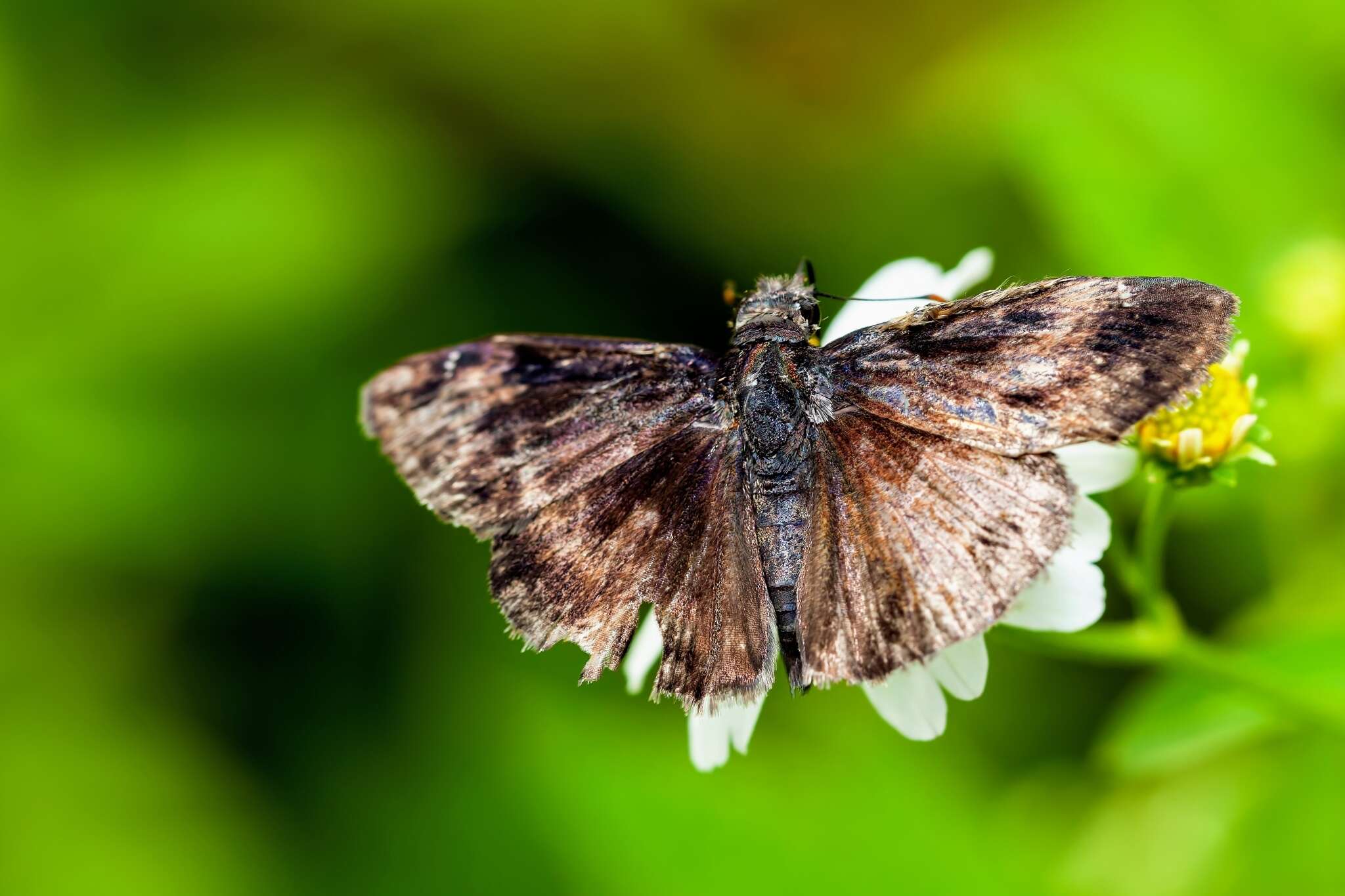 Image of Zarucco Duskywing