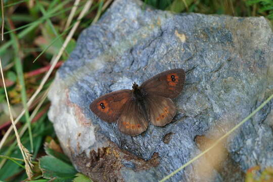 صورة Erebia cassioides Esper 1790