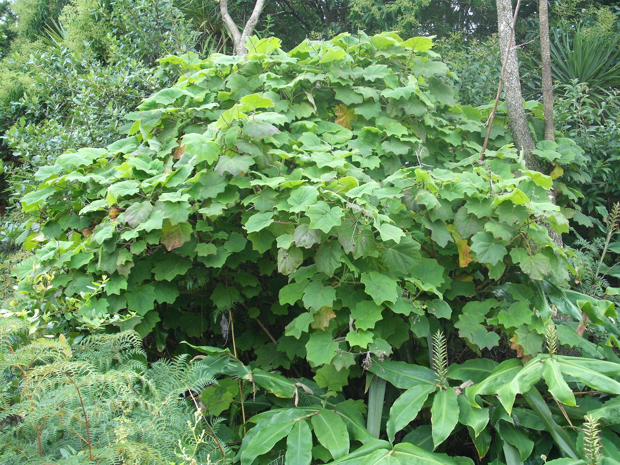 Image of velvet groundsel