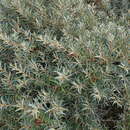 Image of Hippophae rhamnoides subsp. rhamnoides