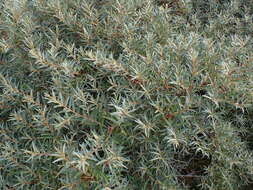 Image of Hippophae rhamnoides subsp. rhamnoides