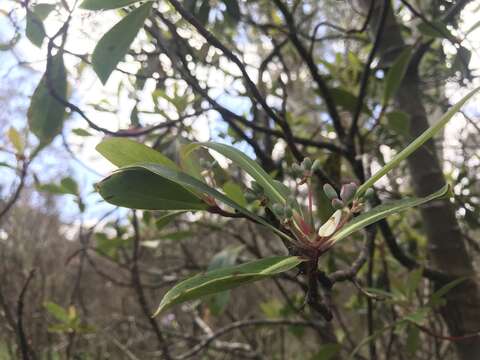 Image of Drimys purpurascens Vickery