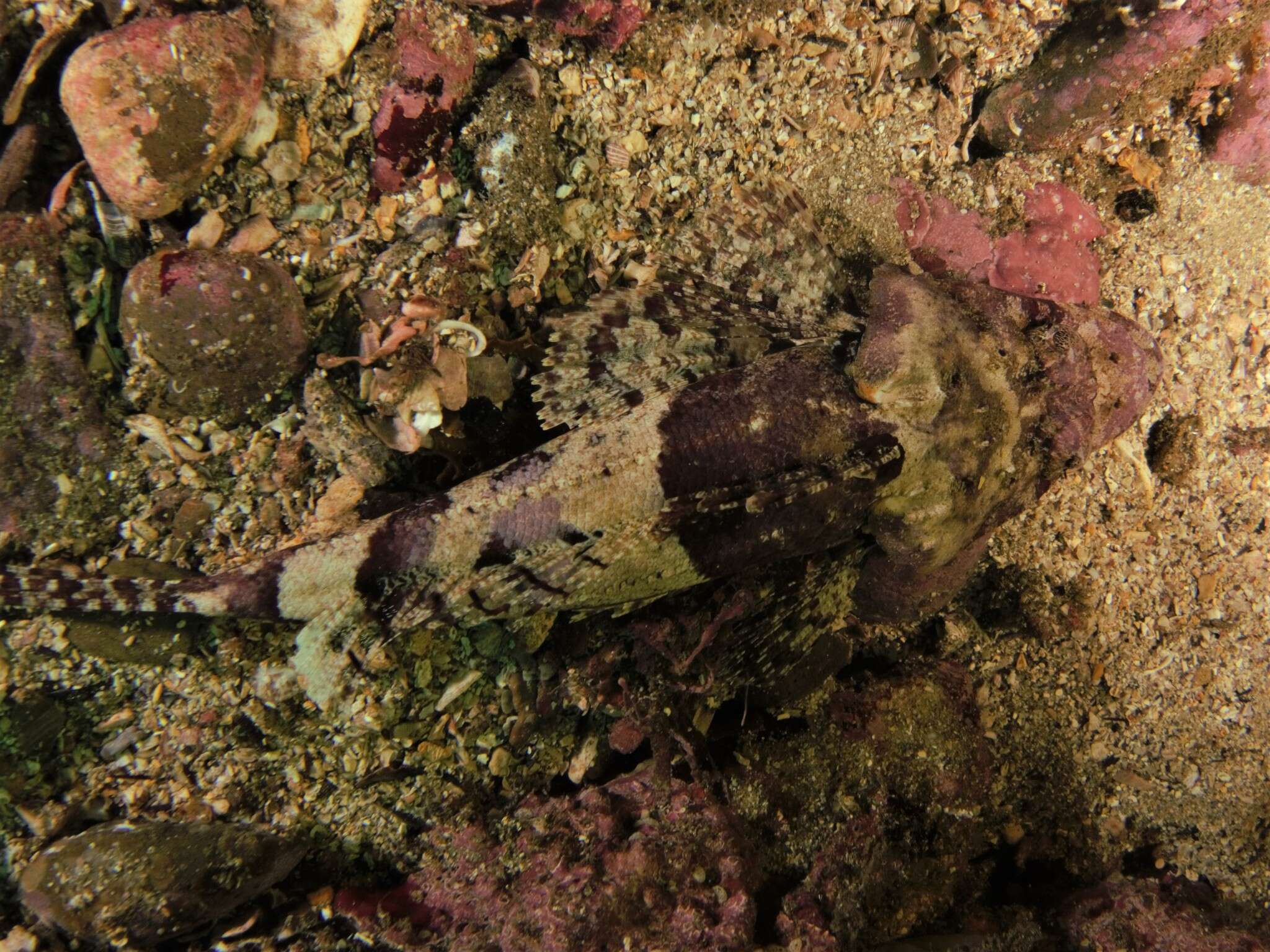 Image of Rock flathead