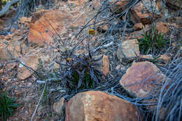 Image of Coronidium oxylepis subsp. lanatum Paul G. Wilson