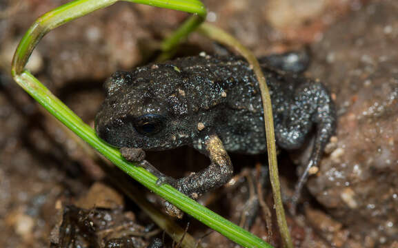 Image of Bibron’s Toadlet