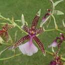 Слика од Oncidium hastilabium (Lindl.) Beer